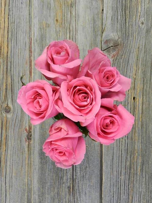 LADY NIGHT  PINK ROSES